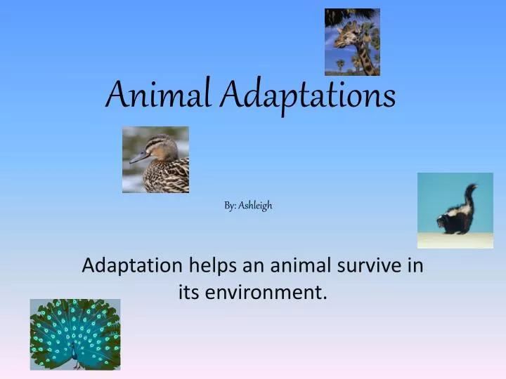 animal adaptations