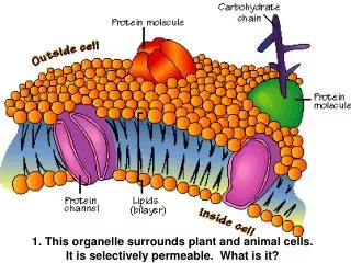 1. This organelle surrounds plant and animal cells. It is selectively permeable. What is it?