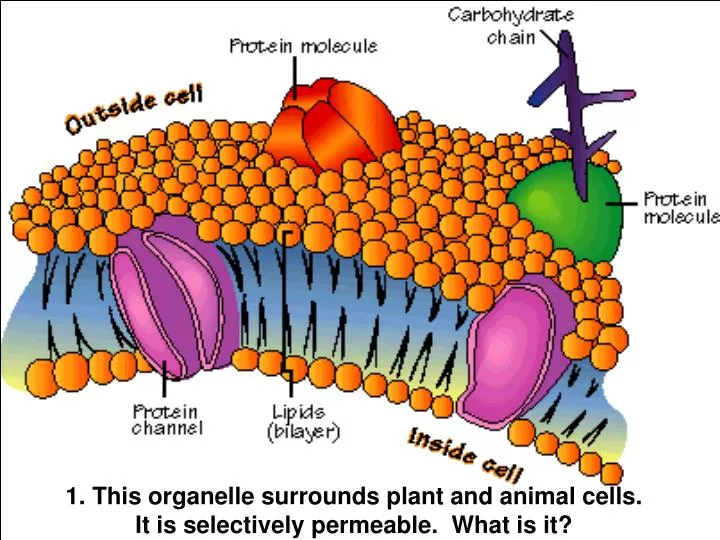 1 this organelle surrounds plant and animal cells it is selectively permeable what is it