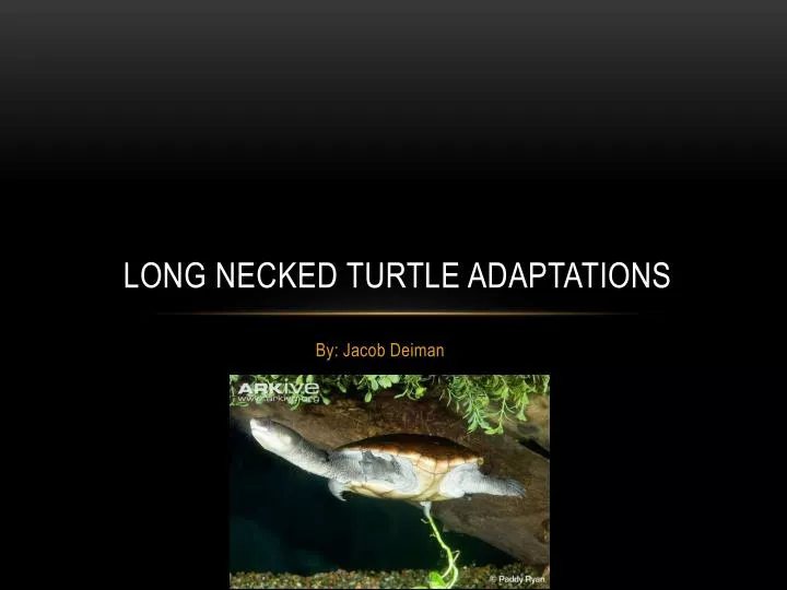 long n ecked t urtle adaptations