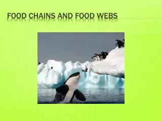 food chains and food webs