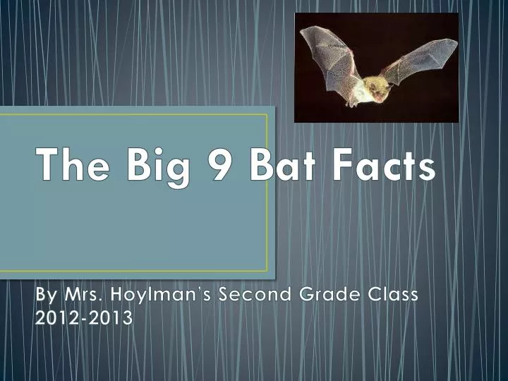 the big 9 bat facts by mrs hoylman s second grade class 2012 2013