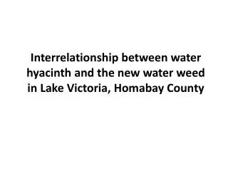 Interrelationship between water hyacinth and the new water weed in Lake Victoria, Homabay County