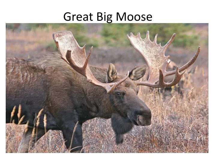great big moose