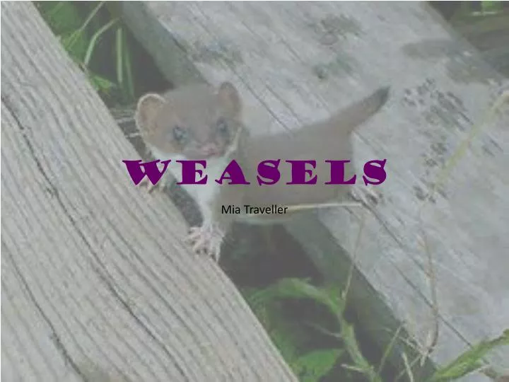 weasels