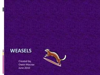 Weasels