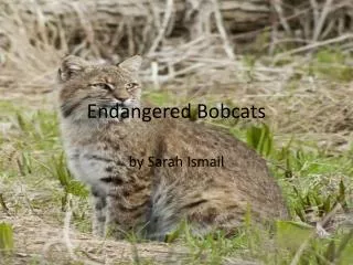Endangered Bobcats
