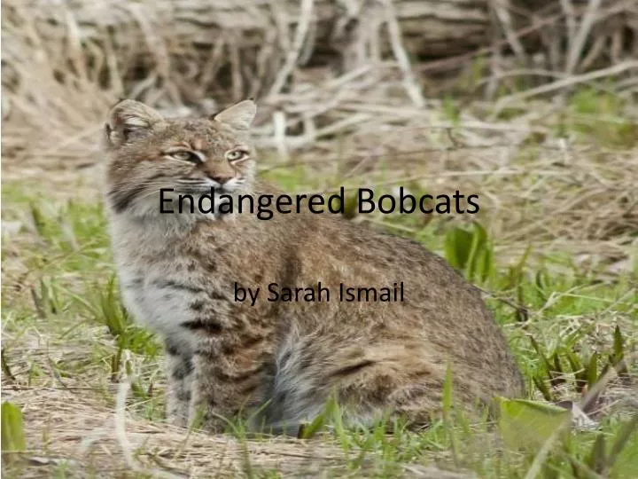 endangered bobcats