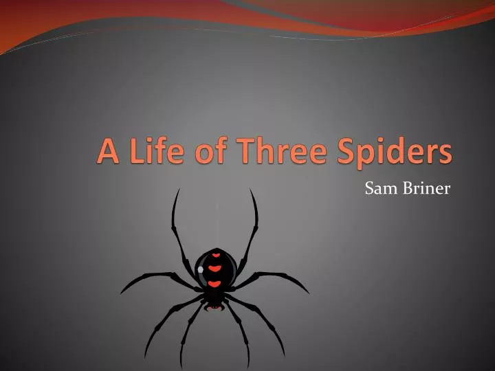 a life of three spiders