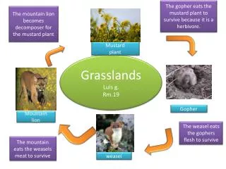 Grasslands Luis g. Rm.19
