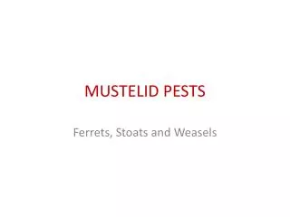 mustelid pests