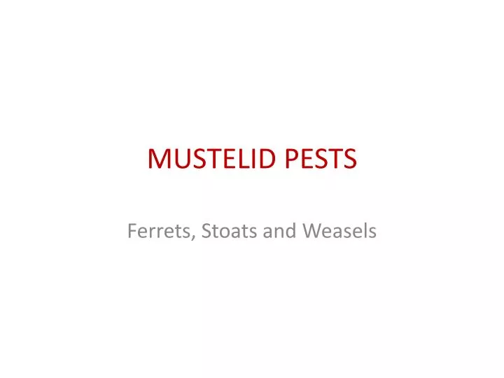mustelid pests