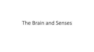 The Brain and Senses