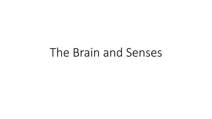 the brain and senses