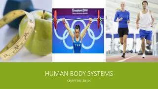 human body systems