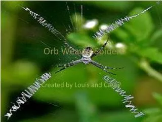 Orb Weaver	 Spiders