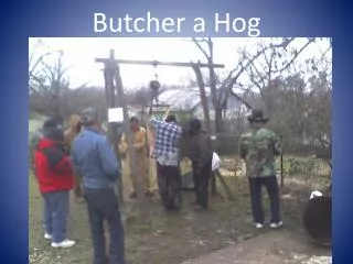 Butcher a Hog