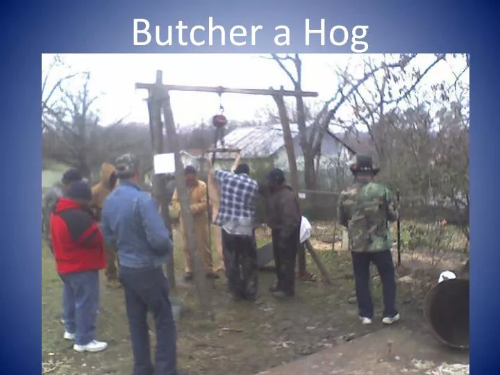 butcher a hog