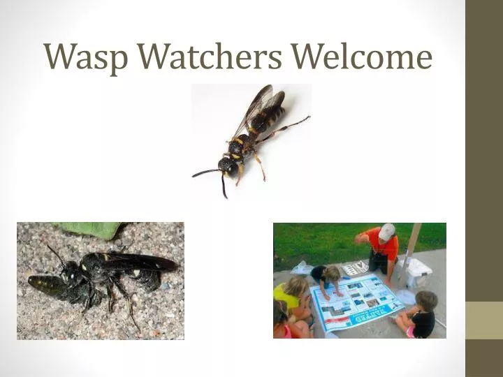wasp watchers welcome