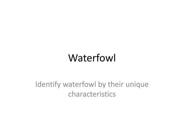 waterfowl