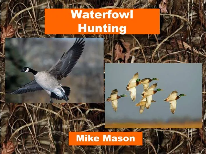 waterfowl hunting