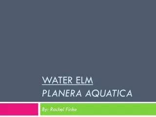 Water Elm Planera Aquatica