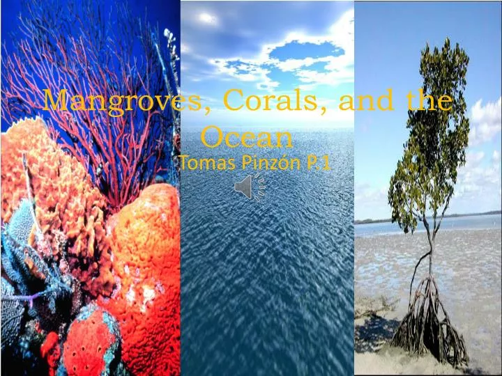 mangroves corals and the ocean