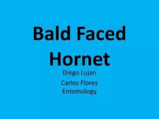 Bald Faced Hornet