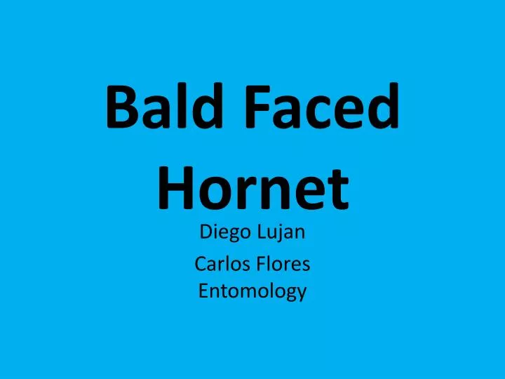 bald faced hornet