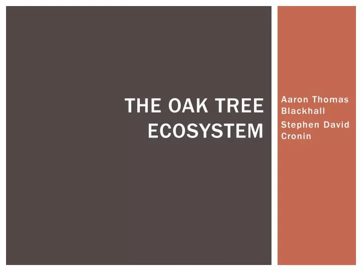 the oak tree ecosystem