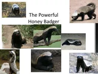 The Powerful Honey Badger