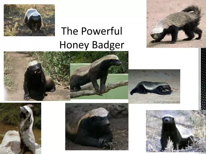 the powerful honey badger