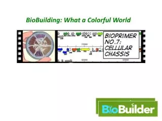 BioBuilding : What a Colorful World