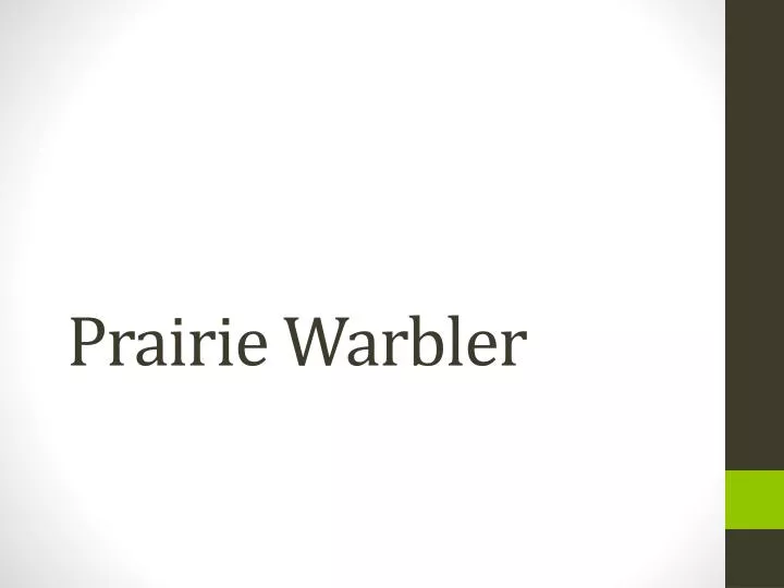 prairie warbler