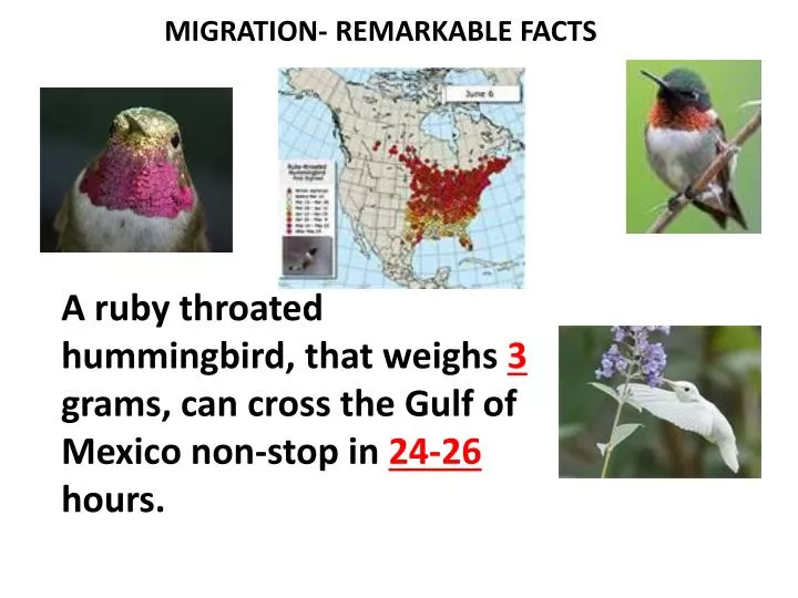 migration remarkable facts