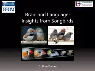 Brain and Language: Insights from Songbirds