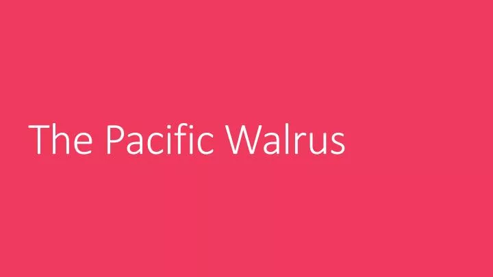 the pacific walrus