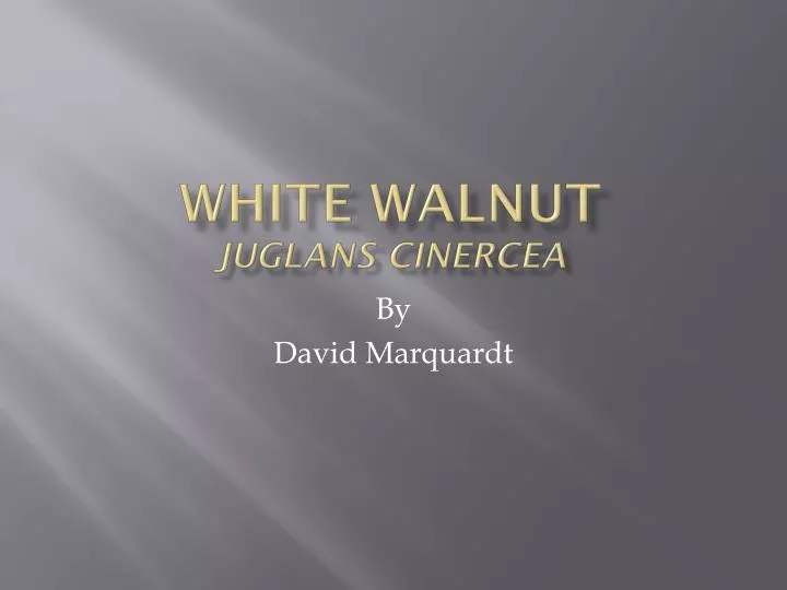 white walnut juglans cinercea