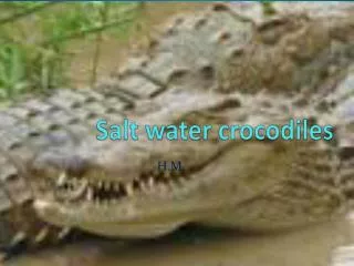 Salt water crocodiles
