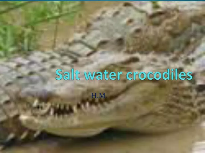 salt water crocodiles
