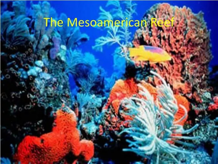 the mesoamerican reef