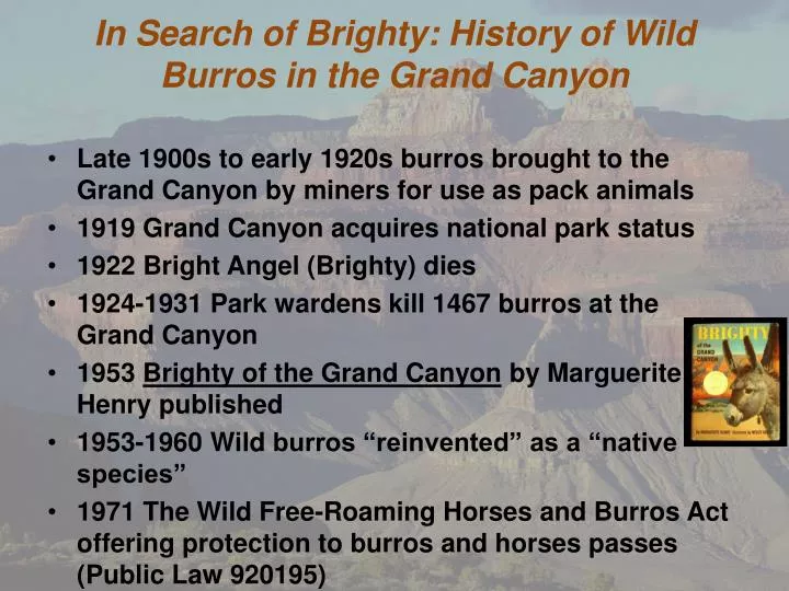 in search of brighty history of wild burros in the grand canyon