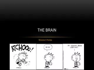 The Brain