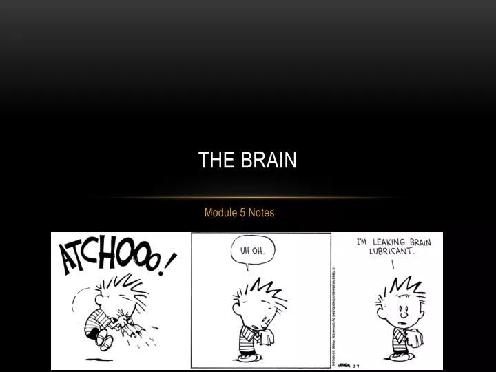 the brain