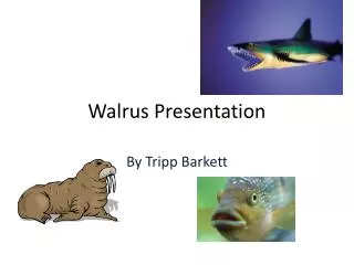 Walrus Presentation