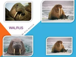 walrus