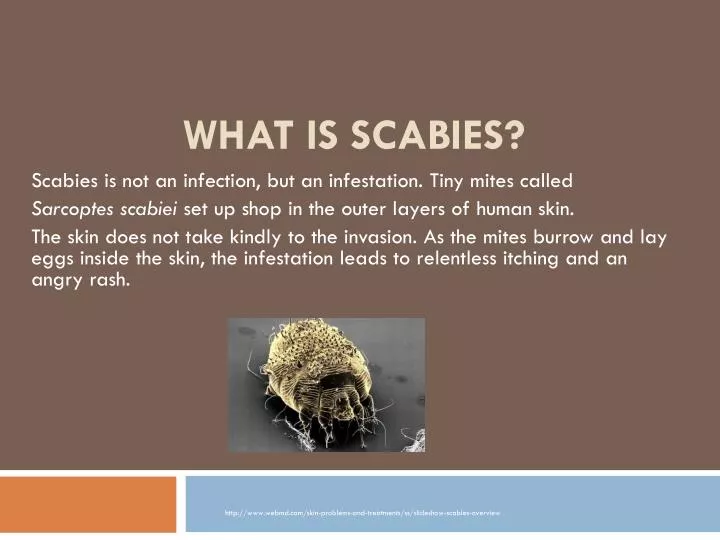 what is scabies