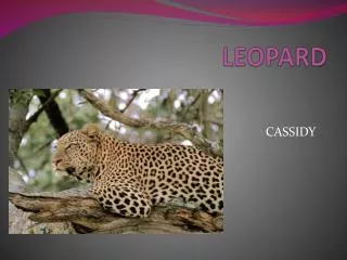 LEOPARD