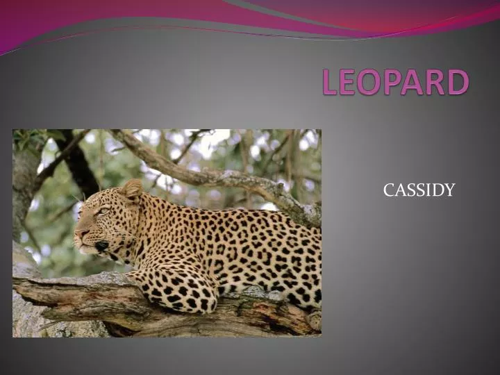 leopard