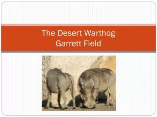 The Desert Warthog Garrett Field